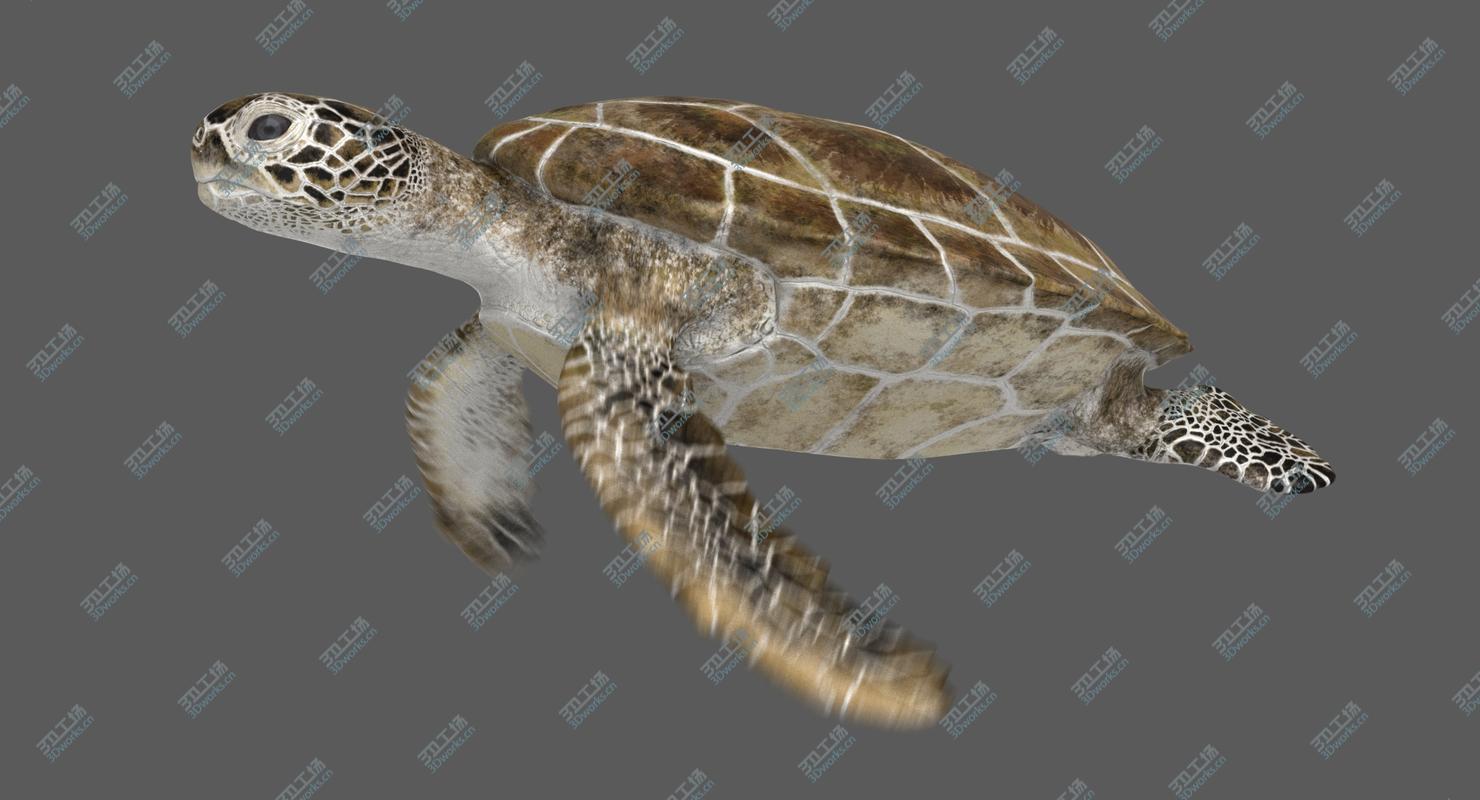 images/goods_img/2021040234/3D model Green Sea Turtle (Animated)/2.jpg